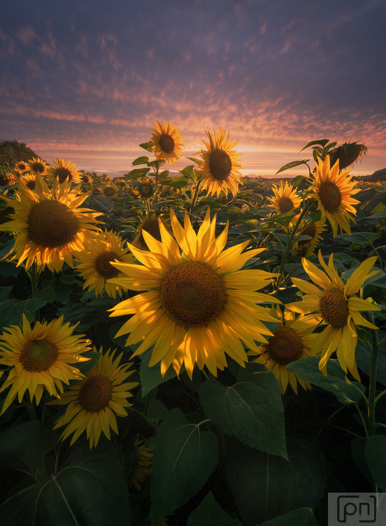 Sonnenblumen  | Als Fotograf/in ergreifen Sie die Chance, diese zauberhafte Szenerie festzuhalten. Sie suchen nach dem perfekten Standort, um die Sonnenblumen als Hauptmotiv zu platzieren und den farbenfrohen Himmel als beeindruckenden Hintergrund zu nutzen. Vielleicht möchten Sie auch die Sonne teilweise hinter den Blüten positionieren, um einen magischen Lichtstrahl hervorzurufen, der die Szene noch dramatischer macht.
