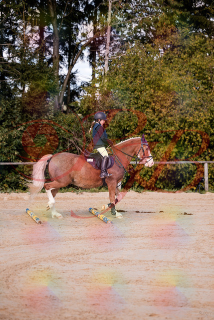 2026_10_03_Siefer-Hof_144418_Z81_17953872 | Professionelle Reitsport-, Turnier- und Eventfotografie von Robert Broda. Galerien mit ausgewählten und bearbeiteten Bildern direkt online ansehen und bestellen.
