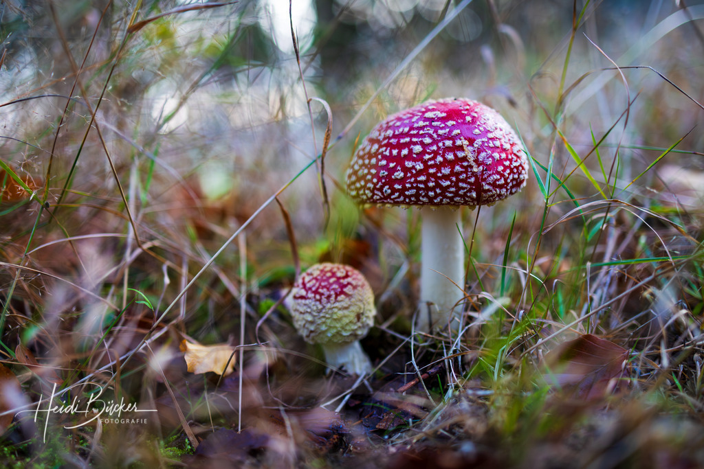 Fliegenpilze im Gras | Fliegenpilze im Gras - Realisiert mit Pictrs.com