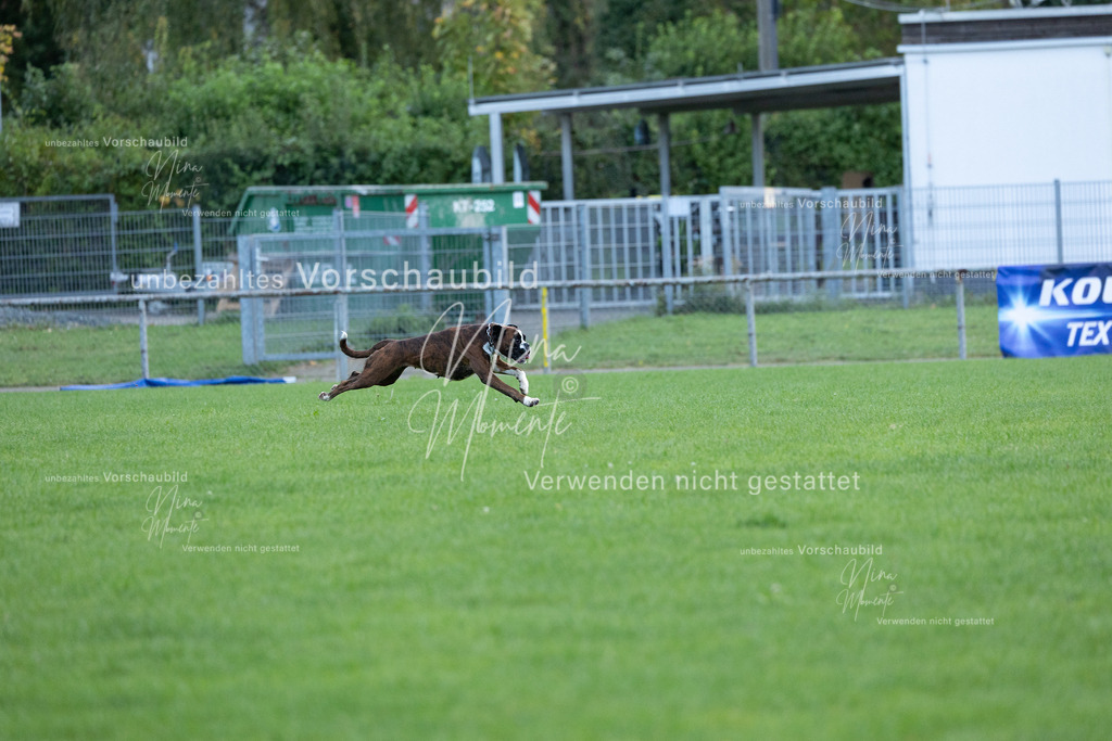 _16A4640 | Einzigartige Fotos von Hunden & Menschen –Actionfotos, Portraits, Vereinsaufnahmen & Paarshootings – authentisch, lebendig & mit Herz.