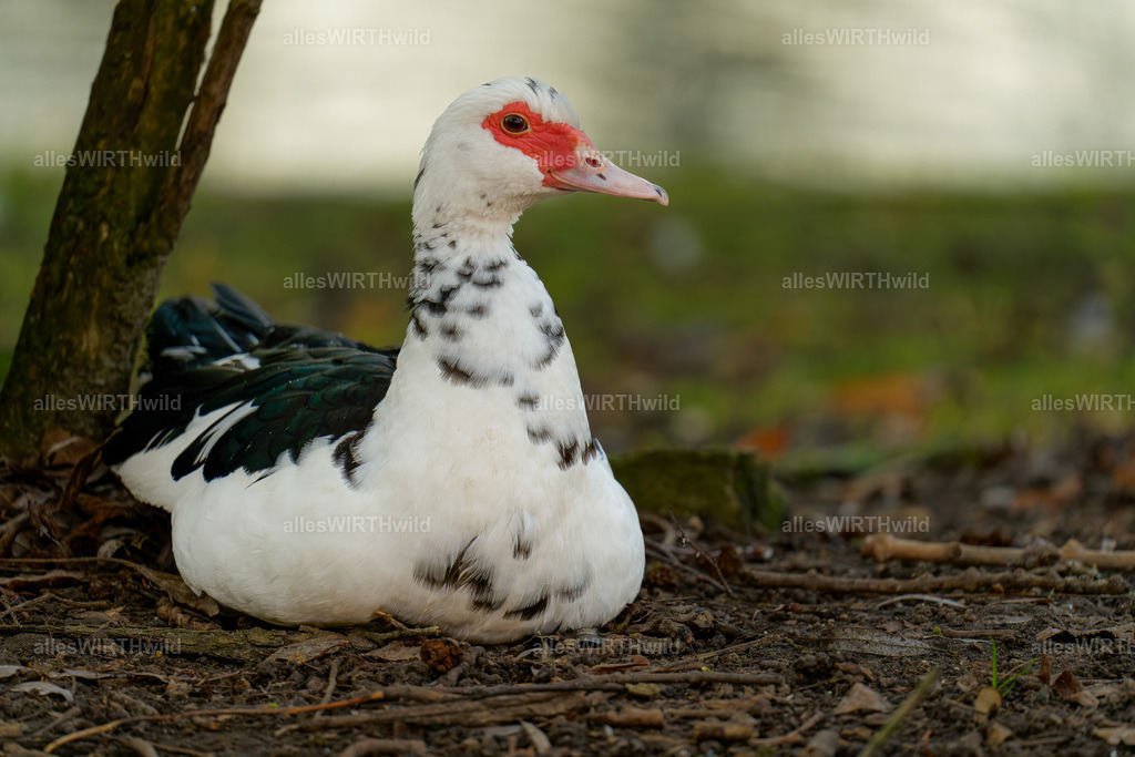 Daniel Wirth - www.allesWIRTHwild.de -7IV01483-ARW_DxO | Entdecke die faszinierende Welt der Natur- und Wildlife-Fotografie von Daniel und Bärbel. Inspirierende Bilder von wilden Tieren und kleinen Naturwundern.