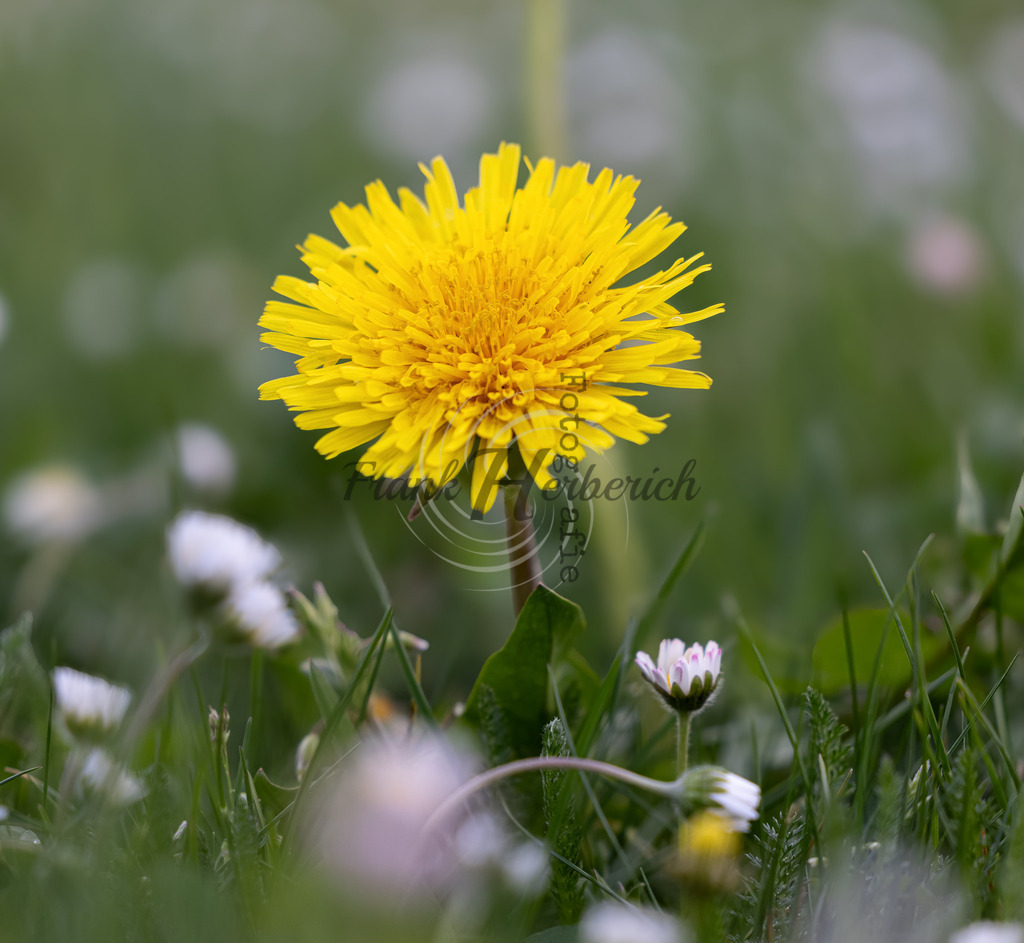 _X0A1114beao | Frank Herberich Fotografie, Frank Herberich, Fotografie, Hochzeit, Portrait, St. Peter Ording, Ording, Westerhever, Nordsee, Frank Fotografie, Hardheim,  Odenwald,Walldürn, Band,Eventfotografie - Realized with Pictrs.com