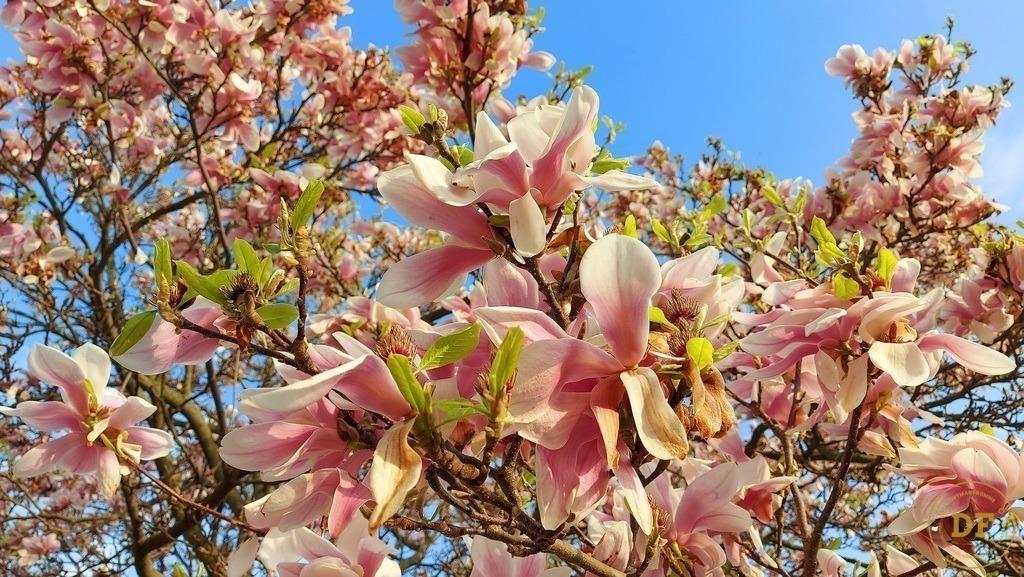 20250414_181533 | Geschenke, Wandbilder und Accessoires mit Motiven aus Dresden und anderen schönen Orten zur Verschönerung Deines zu Hauses und zum verschenken gewünscht? Wähle Deine Lieblingsbild auf dem Produkt Deiner Wahl. 