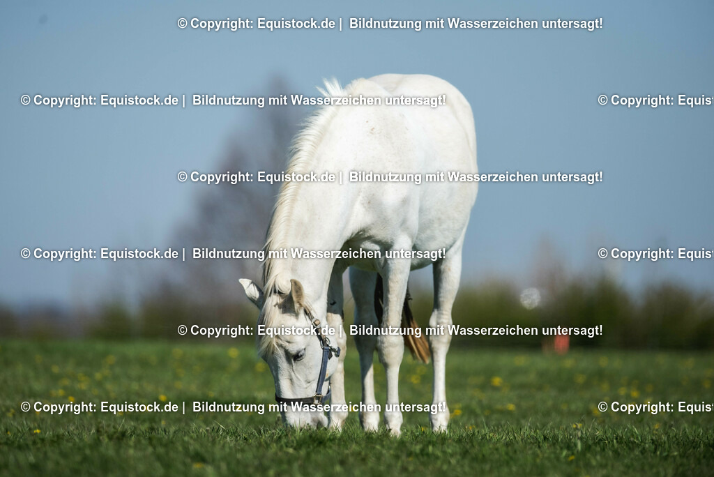 20210426_Pferd-auf-Koppel_0060 | equistock