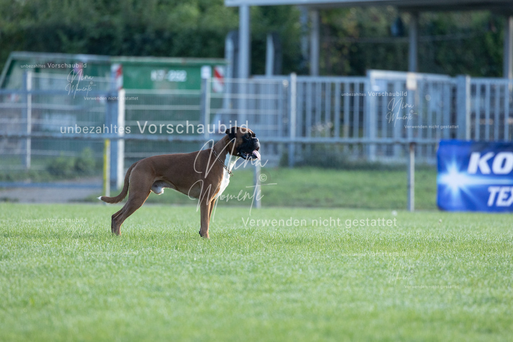 _16A6211 | Einzigartige Fotos von Hunden & Menschen –Actionfotos, Portraits, Vereinsaufnahmen & Paarshootings – authentisch, lebendig & mit Herz.