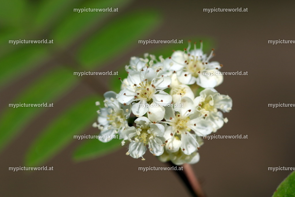 Vogelbeere-009 | Das Bilderarchiv über Tiere, Planzen und Landschaften. In der Bilddatenbank finden Sie ein große Auswahl an hochwertigen Bilder für Ihre Werbung - Realisiert mit Pictrs.com