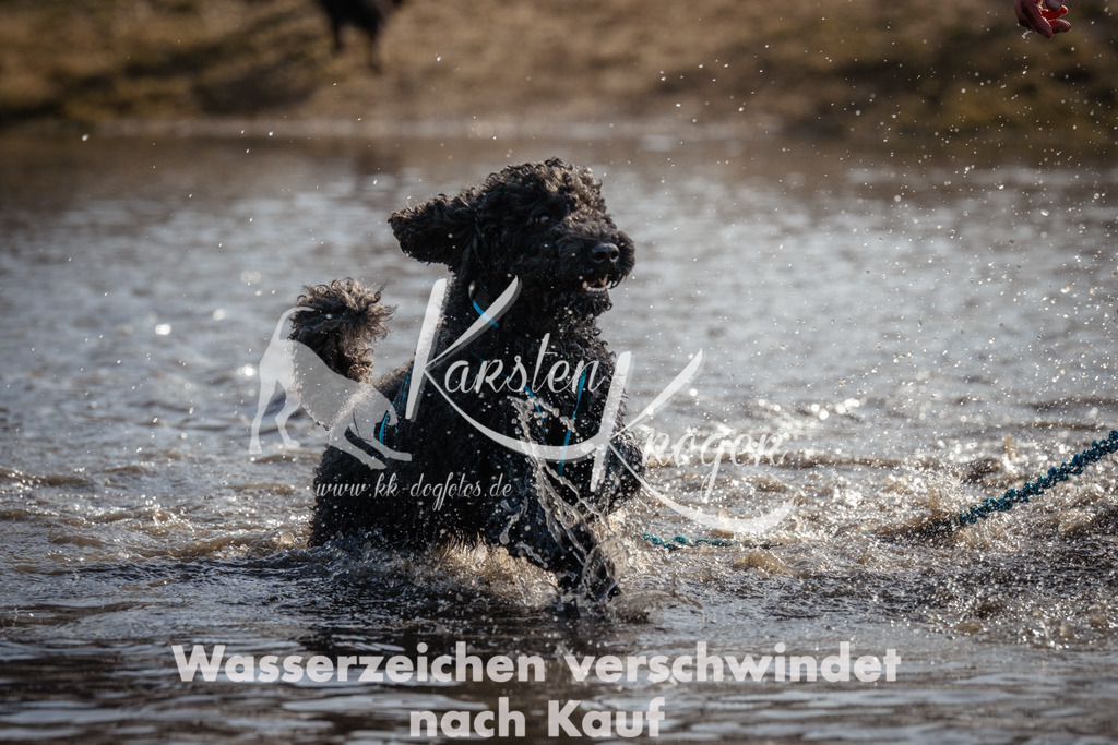1133_ZZ95630 | kk-dogfotos