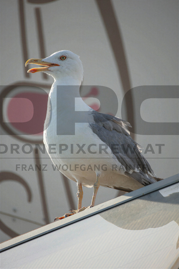 Yellow-legged Gull (Larus michahellis) | Yellow-legged Gull (Larus michahellis), a large gull species commonly found along Mediterranean coasts, rocky shorelines, harbours and coastal areas. - Realisiert mit Pictrs.com