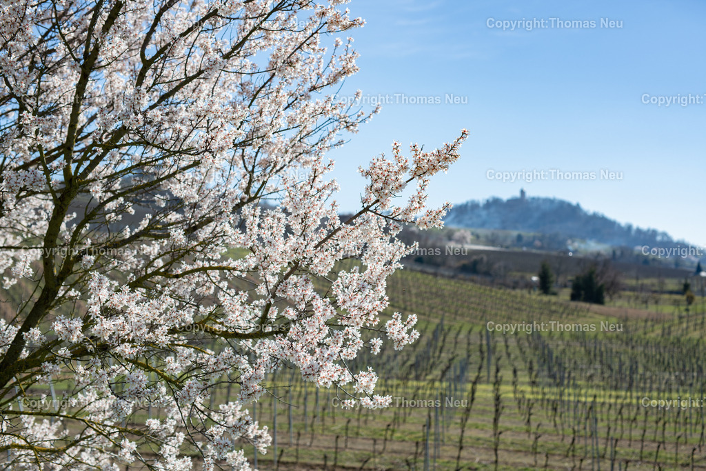 Mandelbluete-Bergstrasse-Weinberge-Fruehling-hessische-bergstrasse-Bensheim-Heppenheim-Fotografie-Thomas_neu-1253 | Die Mandelblüte an der Hessischen Bergstraße gehört zu den schönsten Frühlingsmomenten der Region. Ein blühender Mandelbaum steht oberhalb der Weinberge zwischen Bensheim und Heppenheim und bietet einen weiten Blick über die Rebenlandschaft.  Die Kombination aus blühenden Mandelbäumen, Weinbergen und der sanften Landschaft der Bergstraße macht diese Szene zu einem typischen Motiv des Frühlings in Südhessen.,Bild: Thomas Neu