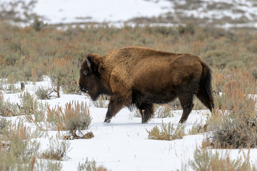 2024-360 | Bison im Lamar Valley. - Realisiert mit Pictrs.com