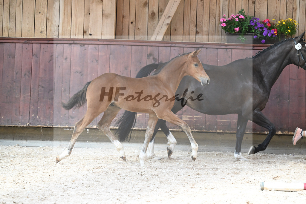 Kat-Nr. 12 HF Diablue PS x Origi d O_Stoeger_32240534 | hf-fotografie - Realisiert mit Pictrs.com