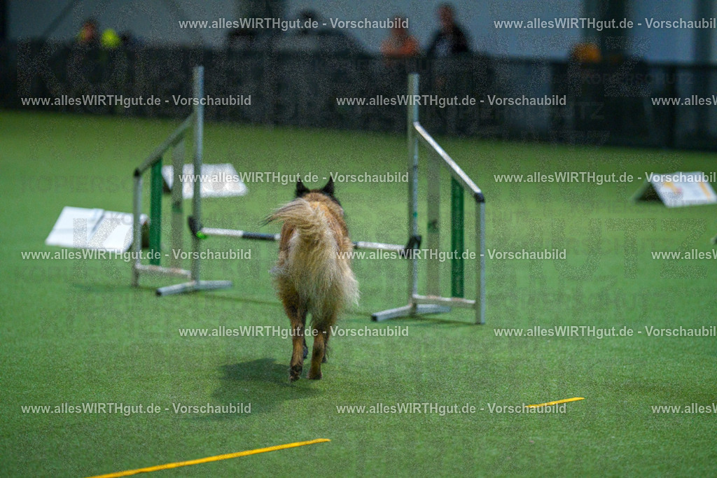 7R502535 | Professionelle Tierfotografie in Mönchengladbach von Daniel Wirth (allesWIRTHgut). Liebevolle & natürliche Bilder von Hunden & Katzen für unvergessliche Erinnerungen.