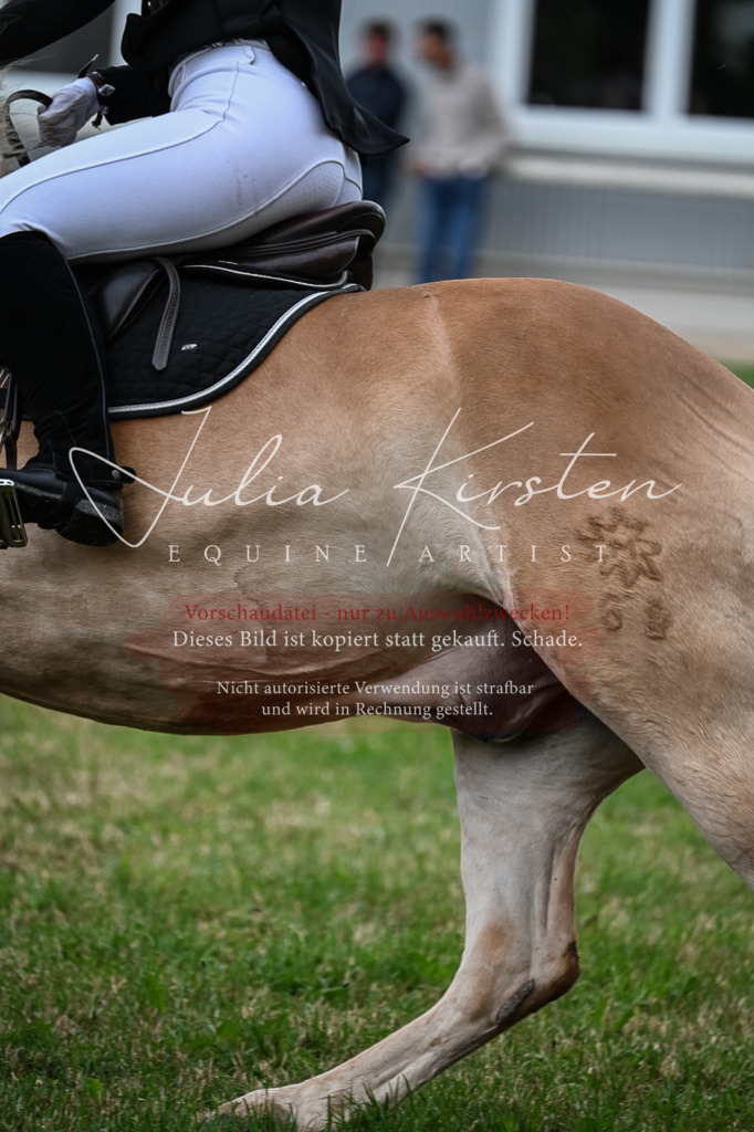 DSC_8397 | Pferde- und Turnierfotografie in Westsachsen. Pferdeportraits, Auftragszeichnungen und intuitive Kunst.