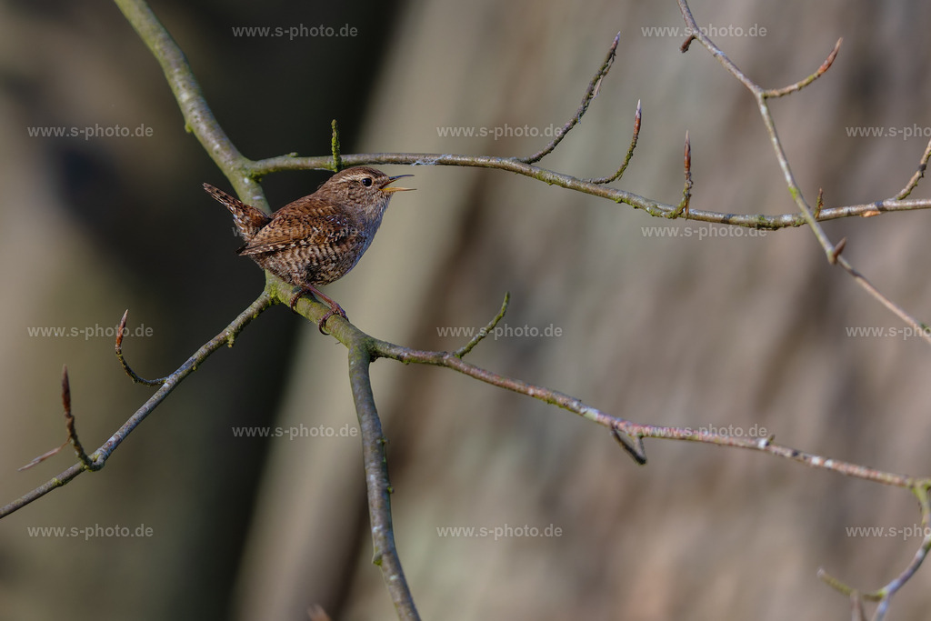Der Zaunkönig | Ein klitzekleiner, wunderschöner und sehr witziger, scheuer Vogel - Realisiert mit Pictrs.com