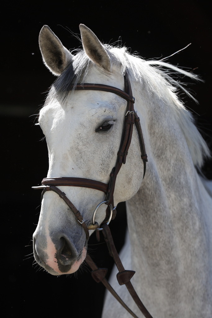 0P6A8900 | Willkommen bei Brunnmayr - Design & Fotografie – Ihrem Spezialisten für Reitturniere und Pferdeveranstaltungen in Oberösterreich, Salzburg und Bayern! Seit über 17 Jahren sind wir leidenschaftlich dabei.