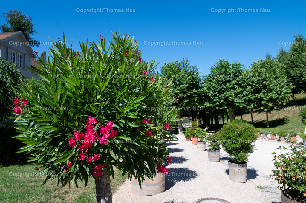 DSC_9322 | Der Staatspark Fürstenlager in Bensheim Auerbach, an der hessischen Bergstraße- ist ein wunderschöner Landschaftspark nach englischen Vorbild. Es war die Sommerresidenz der Darmstädter Fürstenfamilie die hier das "einfache Landleben" genossen. Zu jeder Jahreszeit kann man das Fürstenlager als Ausflugsziel empfehlen. Im Herrenhaus ist eine Gastronomie untergebracht. Im Sommer findet auf der Bühne vor der großen Wiese ein Opern-Air statt, 