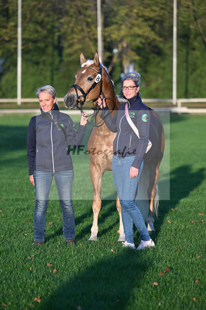 Kat-Nr. 8 Eiswind_Sendig Gestuet Meura_44241252 | hf-fotografie - Realisiert mit Pictrs.com