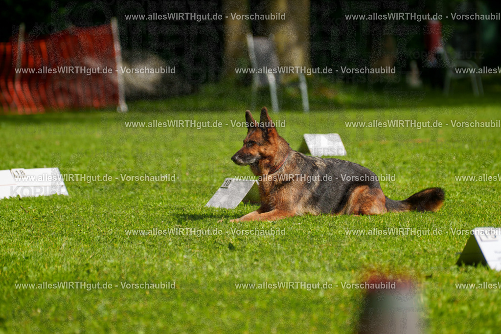 @allesWIRTHgut_Tierfotografie - www.allesWIRTHgut.de - 7R502442 | Professionelle Tierfotografie in Mönchengladbach von Daniel Wirth (allesWIRTHgut). Liebevolle & natürliche Bilder von Hunden & Katzen für unvergessliche Erinnerungen.