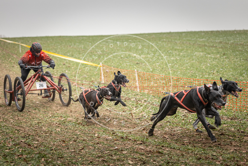 Pfotenfotografie_DV3A4410 | Hundefotografie, Tierfotograf, Pfotenfotografie, Fotoshooting Hund, Hunde Portrait, Hundesport, Hundeportraits, Heideshooting, Hunde, Sportfotograf, Hundefotograf, Turnierhundsport, THS,  - Realisiert mit Pictrs.com