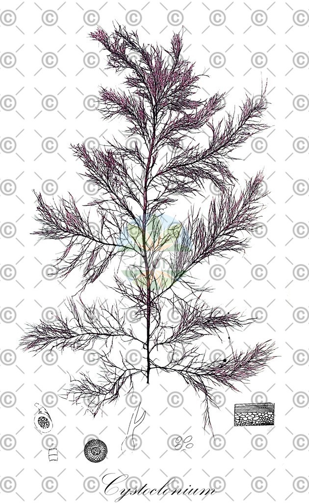 HistAbb_wfo-0001425756_1_ENZY_Simple | Historische Abbildung von Cystoclonium - Cystocloniaceae (0) | Historical Illustration of Cystoclonium - Cystocloniaceae (0)