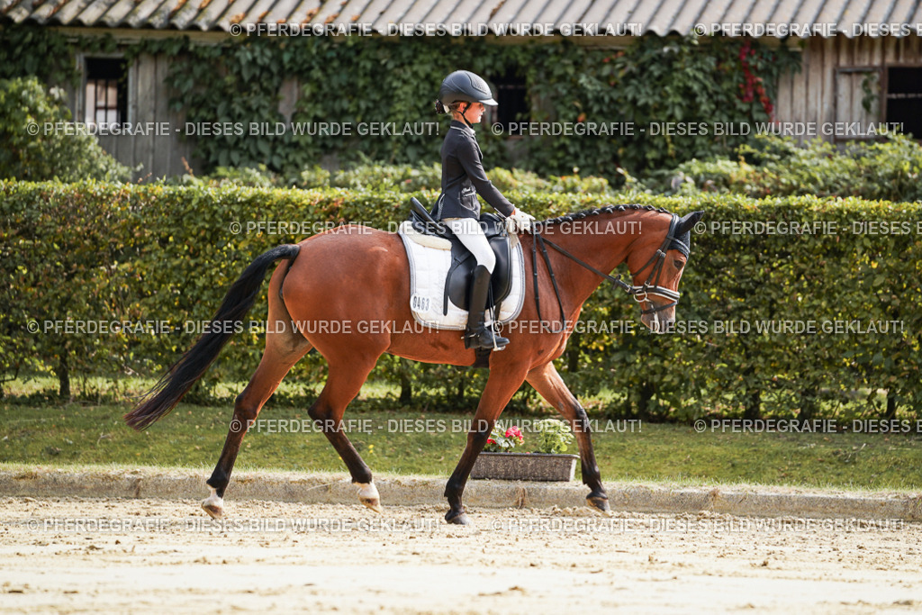 DSC04034 | Pferdegrafie