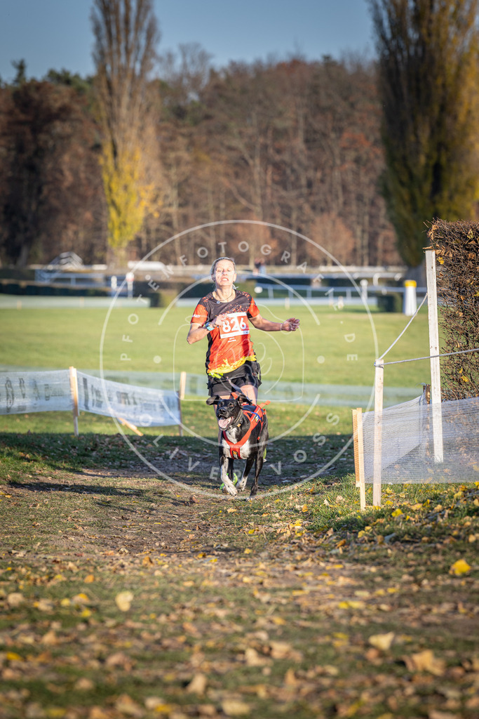 CaniXpix_DV3A3348 | Hundefotografie, Tierfotograf, Pfotenfotografie, Fotoshooting Hund, Hunde Portrait, Hundesport, Hundeportraits, Heideshooting, Hunde, Sportfotograf, Hundefotograf, Turnierhundsport, THS,  - Realisiert mit Pictrs.com