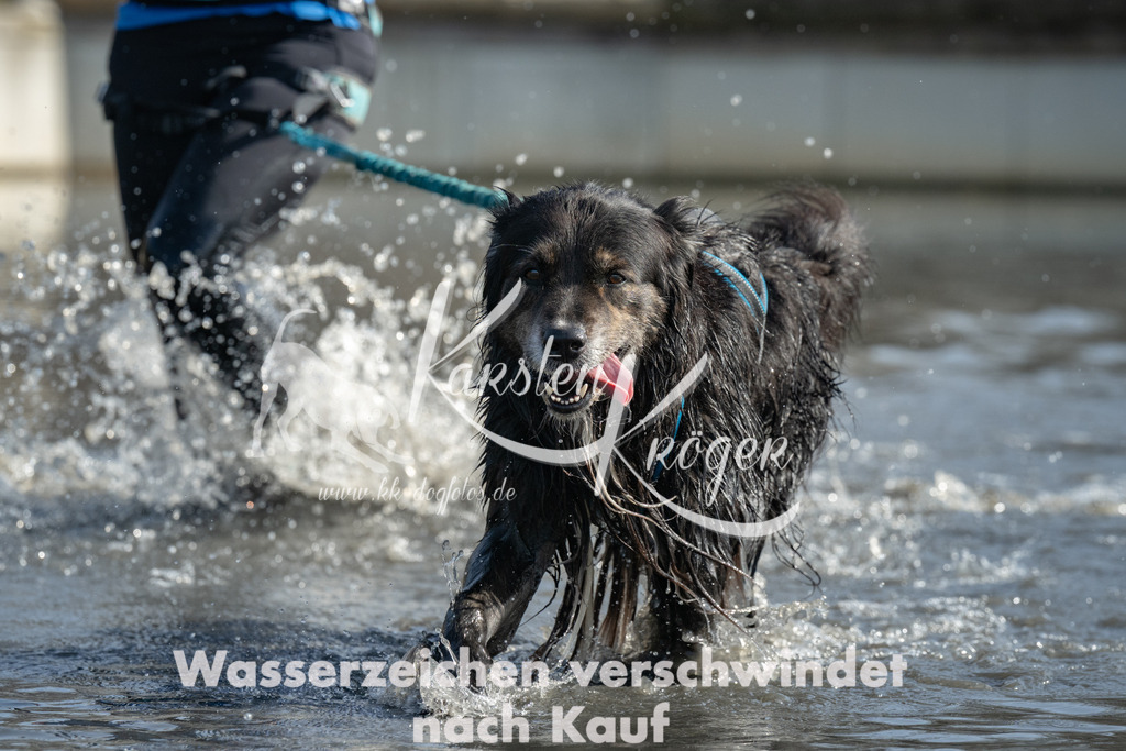 1303_ZZ94173 | kk-dogfotos