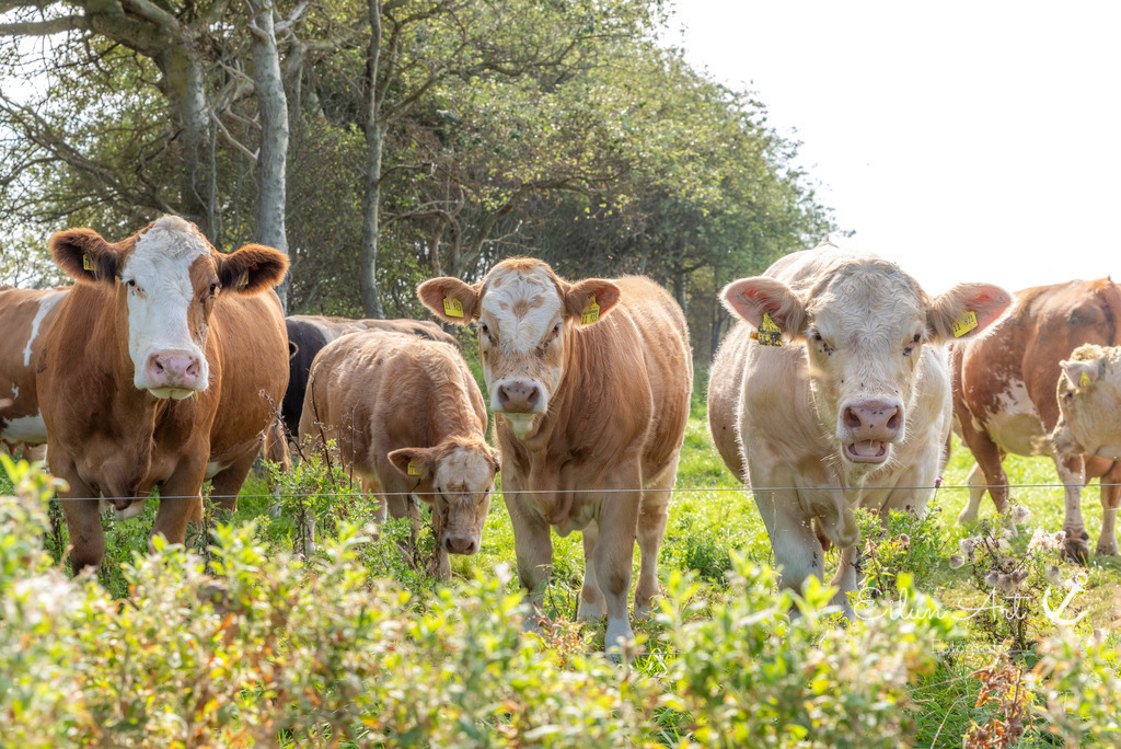 EAF_9461 | Eilun-Art-Fotografie Levke Martens, ihre Fotografin für Immobilien- und Landschaftsfotografie auf Föhr, Föhrer Motive als Poster, Leinwand, hinter Acrylglas oder stelle dir deinen eigenen Monatskalender zusammen, mit nur einem Klick