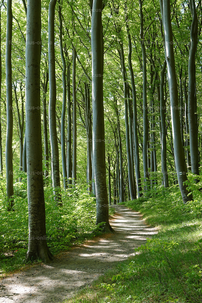 May forest on the coast | May forest on the coast