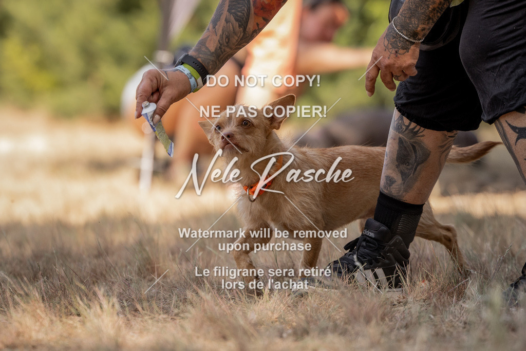 nelerasche_soDD2_40 | nelerasche