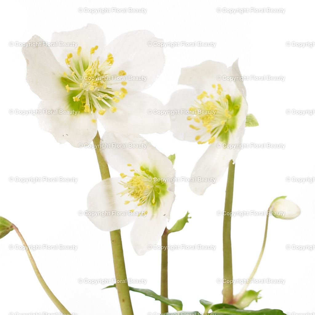Helleborus-niger-Praecox-141727-HS-08 | Onlineshop für hochwertige Wandbilder. Bei uns findet ihr selbstgestaltete Blumenmotive. Das perfekte Geschenk, als Praxisdeko oder die eigene Wohnung. Alle künstlerischen Blumenfotos sind auf Leinwand, FineArtPrint, Kunstdruck und vielem mehr zu erwerben - Realisiert mit Pictrs.com