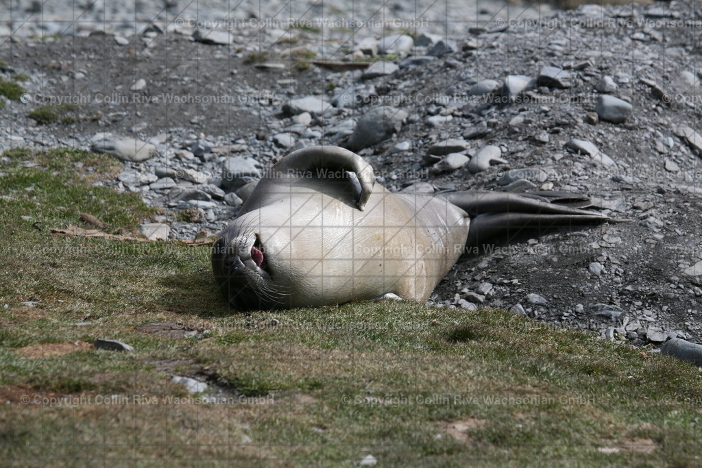 IMG_3239 | Antarktis / Antarctica - Realisiert mit Pictrs.com