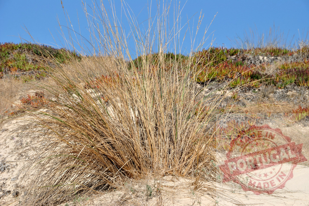 Dry coastal grass growing on sandy dunes. Centro - Portugal | Dry coastal grass bundle growing on a sandy dune under a clear blue sky - Realized with Pictrs.com
