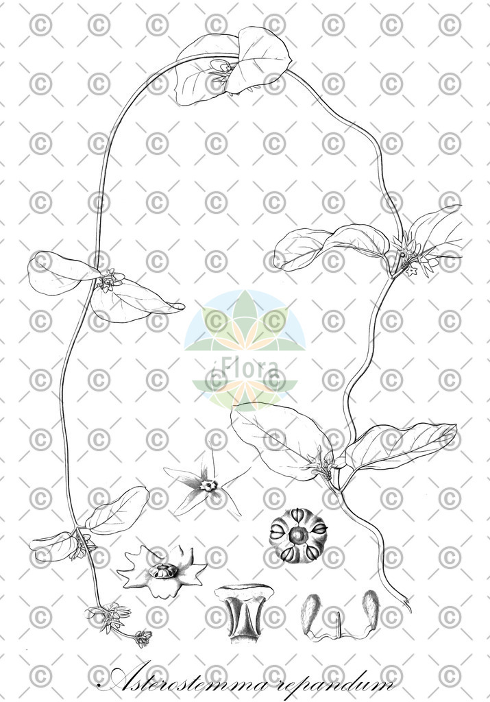 HistAbb_wfo-0000292846_1_ENZY_Simple | Historische Abbildung von Asterostemma repandum - Apocynaceae | Historical Illustration of Asterostemma repandum - Apocynaceae