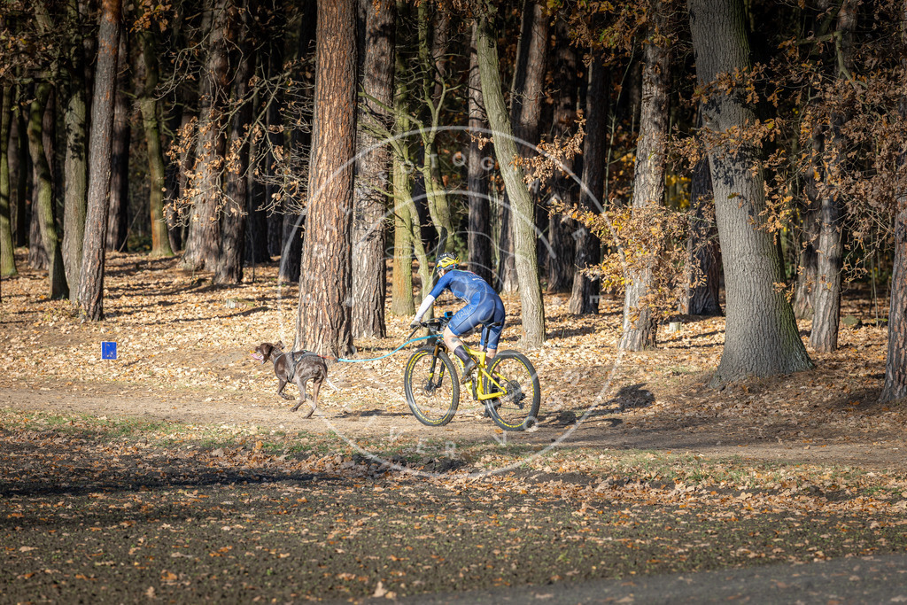CaniXpix_DV3A4490 | Hundefotografie, Tierfotograf, Pfotenfotografie, Fotoshooting Hund, Hunde Portrait, Hundesport, Hundeportraits, Heideshooting, Hunde, Sportfotograf, Hundefotograf, Turnierhundsport, THS,  - Realisiert mit Pictrs.com