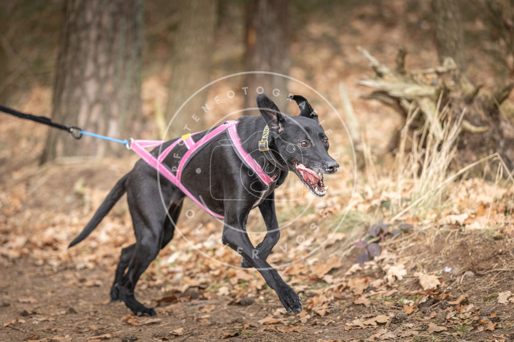 Pfotenfotografie_DV3A6354 | Hundefotografie, Tierfotograf, Pfotenfotografie, Fotoshooting Hund, Hunde Portrait, Hundesport, Hundeportraits, Heideshooting, Hunde, Sportfotograf, Hundefotograf, Turnierhundsport, THS,  - Realisiert mit Pictrs.com