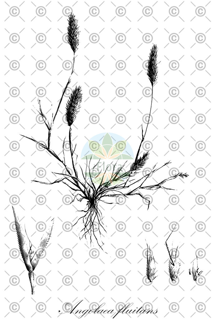 HistAbb_wfo-0000536542_519_ENZY_Simple | Historische Abbildung von Angolaea fluitans - Podostemaceae | Historical Illustration of Angolaea fluitans - Podostemaceae