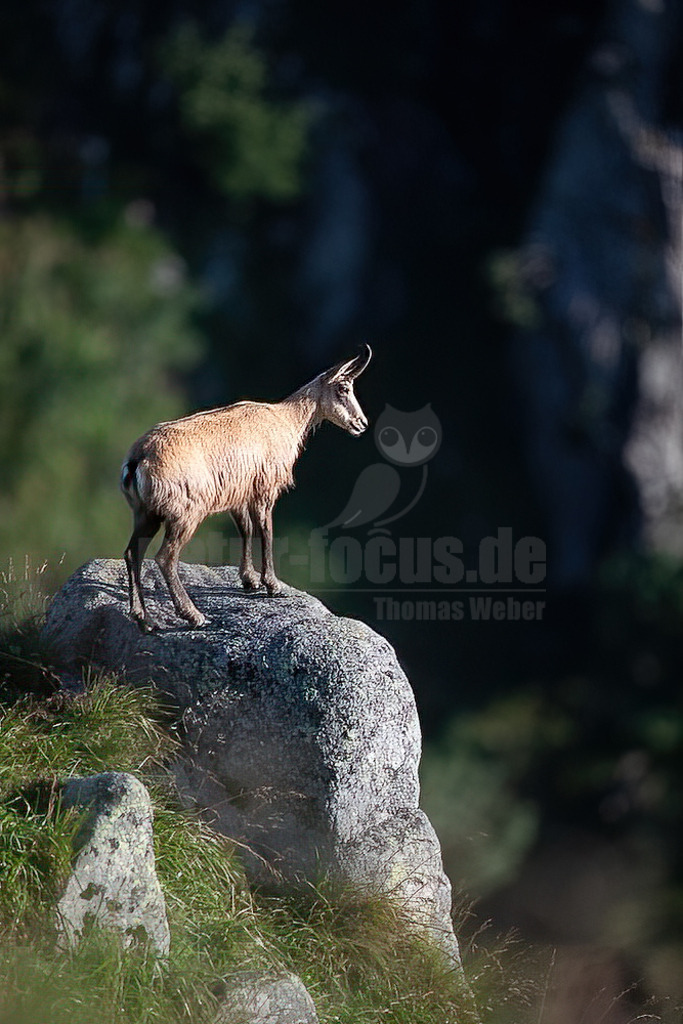 20210725074537 | Die Gämse (Rupicapra rupicapra), in der Jägersprache mit Gams oder Gamswild bezeichnet, ist eine in Europa und Kleinasien beheimatete Art der Ziegenartigen. Zusammen mit der Pyrenäen-Gämse und weiteren Arten gehört sie zur Gattung der Gämsen (Rupicapra). - Realisiert mit Pictrs.com