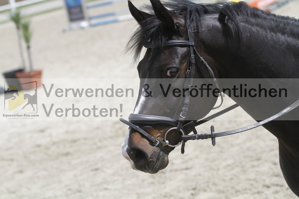_MG_2045 | equestrian-live-com