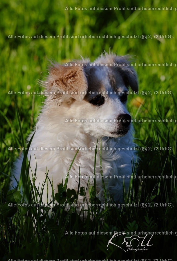 Photo_1745870432611 | krollfotografie - Realisiert mit Pictrs.com