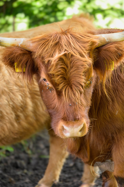 Tierportaits von nahem | Shop für Prints Landschaftsfotografie Sächsische Schweiz Naturfotografie in Thüringen Fotos vom Findlingspark Nochten Kloster Sankt Marienstern Bilder Festung Königstein PanoramaRhododendronpark Kromlau FotogalerSchleswig-Holstein Küstenlandschaften