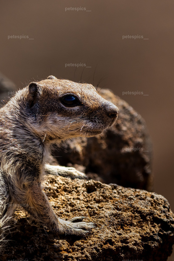 _76A0261 | petespics