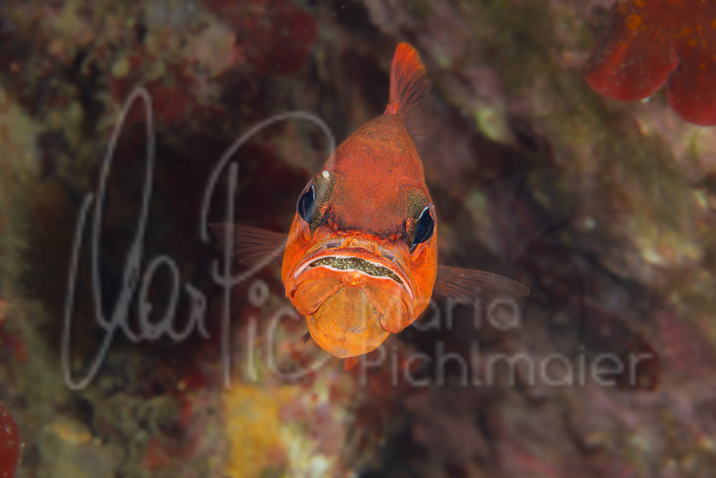 Apogon imberbis | Meerbarbenkönig / Cast: Salmonete real Ang: Cardinal fish. Fr: Apogon commun - Realisiert mit Pictrs.com