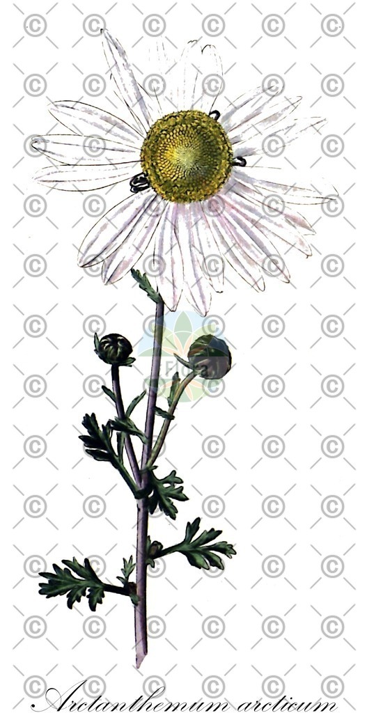 HistAbb_wfo-0000040197_1_ENZY_Simple | Historische Abbildung von Arctanthemum arcticum - Asteraceae (Grönlandmargerite) | Historical Illustration of Arctanthemum arcticum - Asteraceae