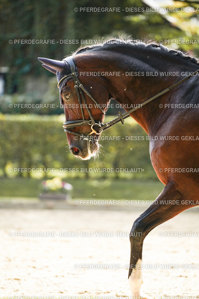 DSC08896 | Pferdegrafie