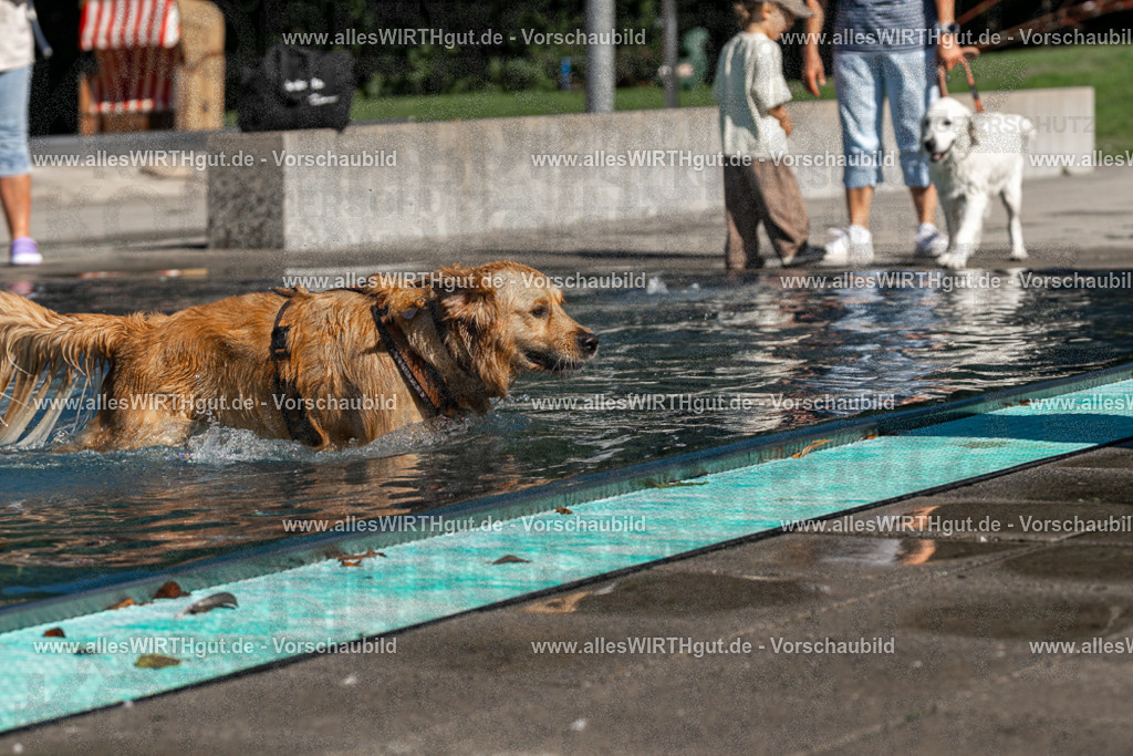 Hundeschwimmen_Volksbad_2026-allesWIRTHgut_Tierfotografie-2609061100-FAY06097 | Professionelle Tierfotografie in Mönchengladbach von Daniel Wirth (allesWIRTHgut). Liebevolle & natürliche Bilder von Hunden & Katzen für unvergessliche Erinnerungen.