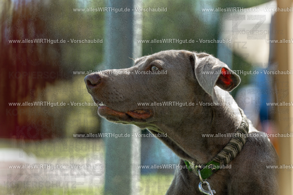 Hundeschwimmen_Volksbad_2026-allesWIRTHgut_Tierfotografie-2609061107-101737-7R509387 | Professionelle Tierfotografie in Mönchengladbach von Daniel Wirth (allesWIRTHgut). Liebevolle & natürliche Bilder von Hunden & Katzen für unvergessliche Erinnerungen.