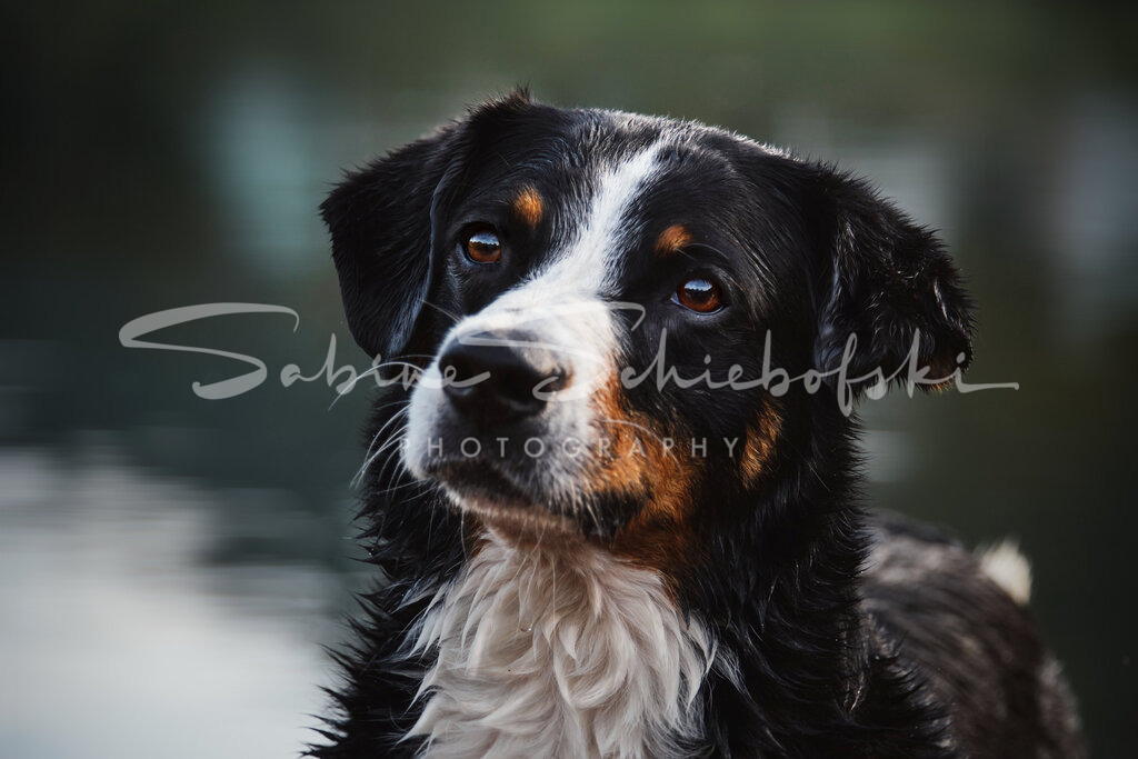 "Ebby" | People- und Tierfotografie, Imageaufnahmen, Veranstaltungsfotografie und Wandbilder aus der Natur ★ Made in Germany ✔️ Druck + Downloads ✔️ Naturfotografie in Top Qualität ★ schneller Versand, weltweite Lieferung! - Realisiert mit Pictrs.com