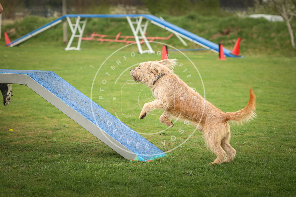 Pfotenfotografie_0L8A1025 | Hundefotografie, Tierfotograf, Pfotenfotografie, Fotoshooting Hund, Hunde Portrait, Hundesport, Hundeportraits, Heideshooting, Hunde, Sportfotograf, Hundefotograf, Turnierhundsport, THS,  - Realisiert mit Pictrs.com