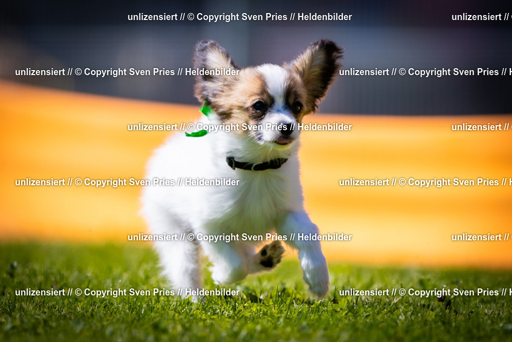 Sven Pries | 2025-08-10 - Hunderennen Durlach - Realisiert mit Pictrs.com